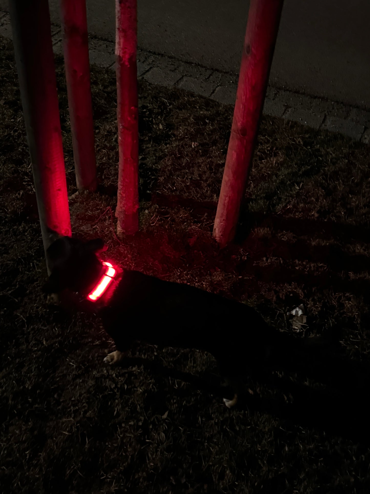 LED-Hundehalsband