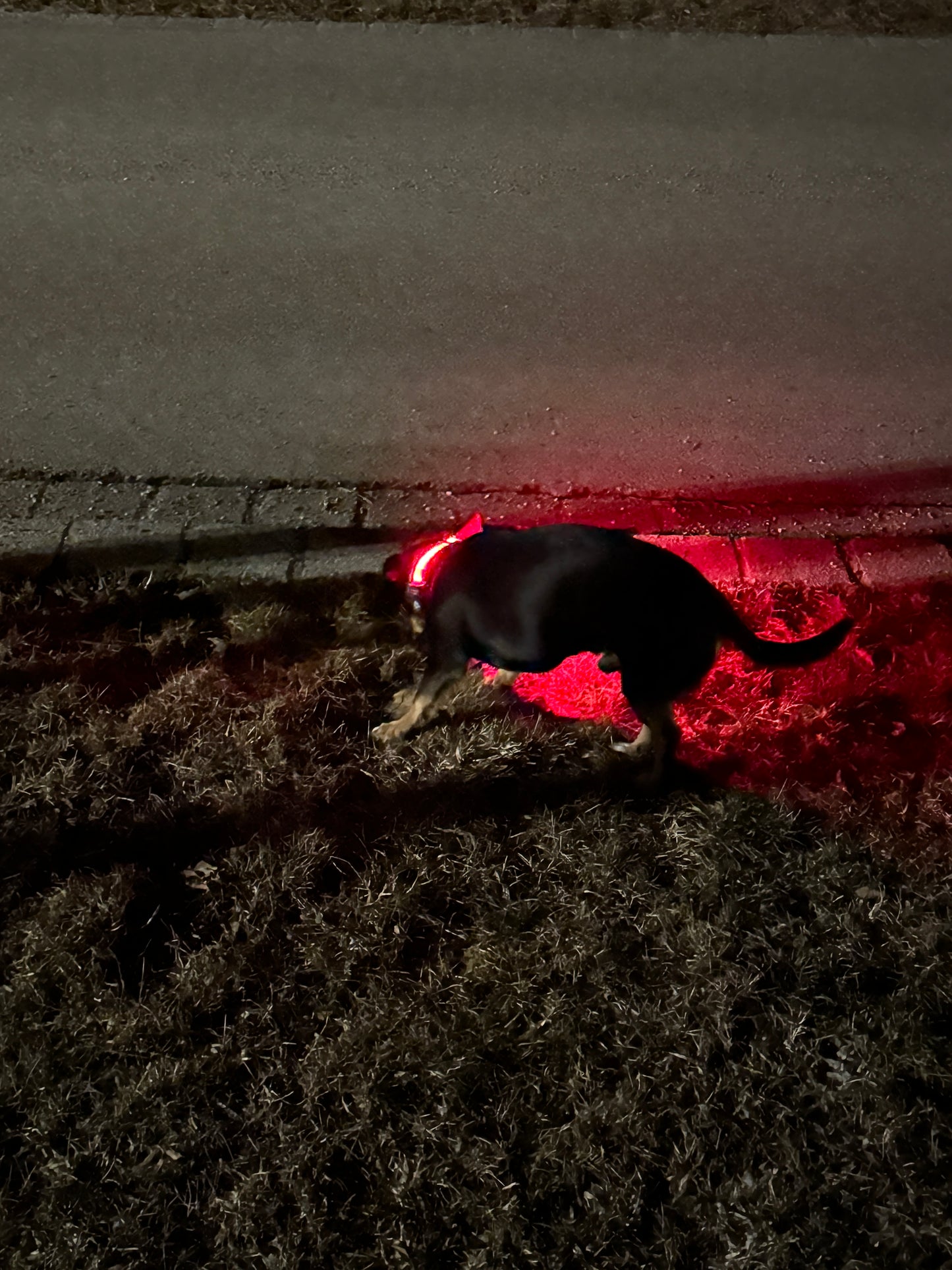 LED-Hundehalsband